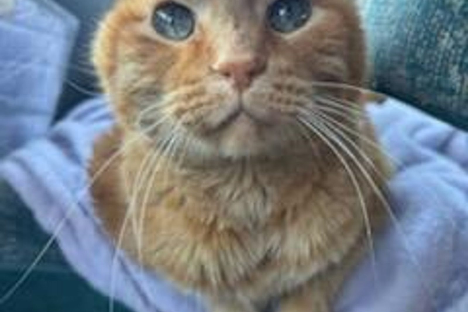 A close-up of a fluffy orange cat on a blue blanket