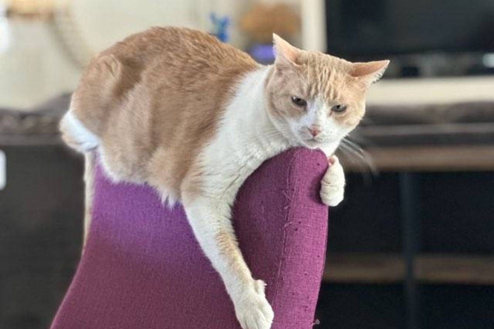 An orange cat draped comfortably over a purple chair