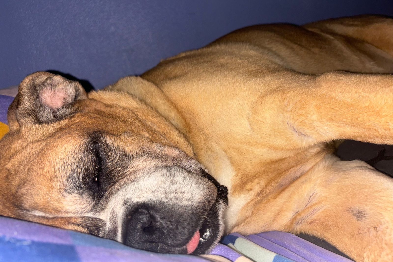 A boxer mix and a tan dog napping nose to nose