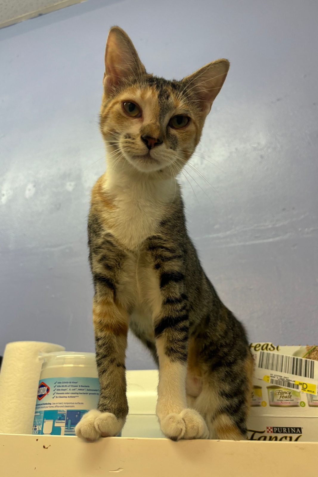 A young tabby cat standing on a counter