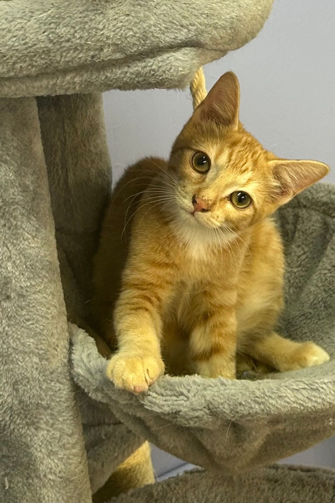 An orange kitten curled into a cat tower cradle