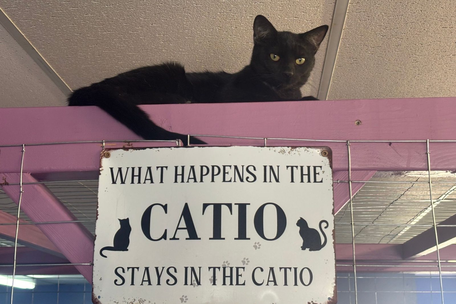 A black cat perched above the catio sign at the cat cafe