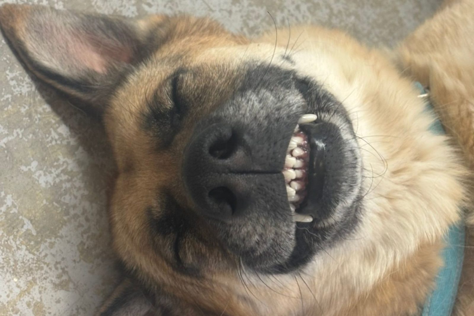 A shepherd mix rolling upside down on its bed