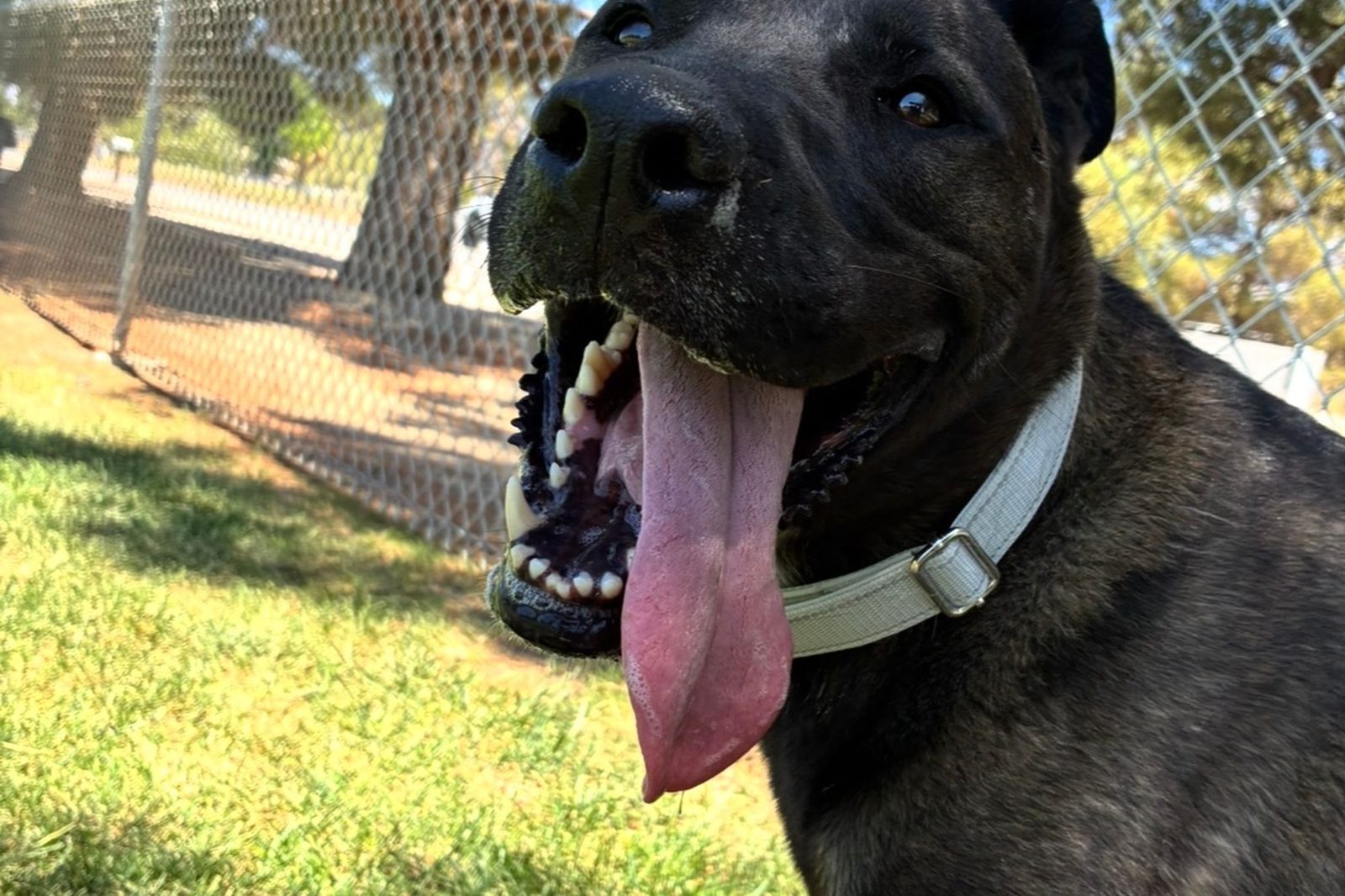 A black dog with its tongue out on a sunny day in the yard