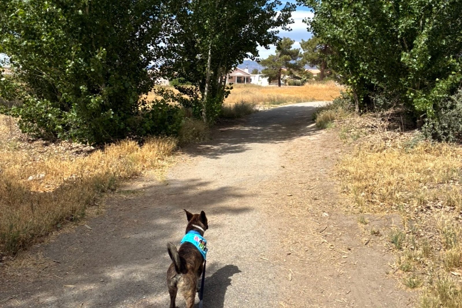 A dog walking ahead down a quiet dirt trail