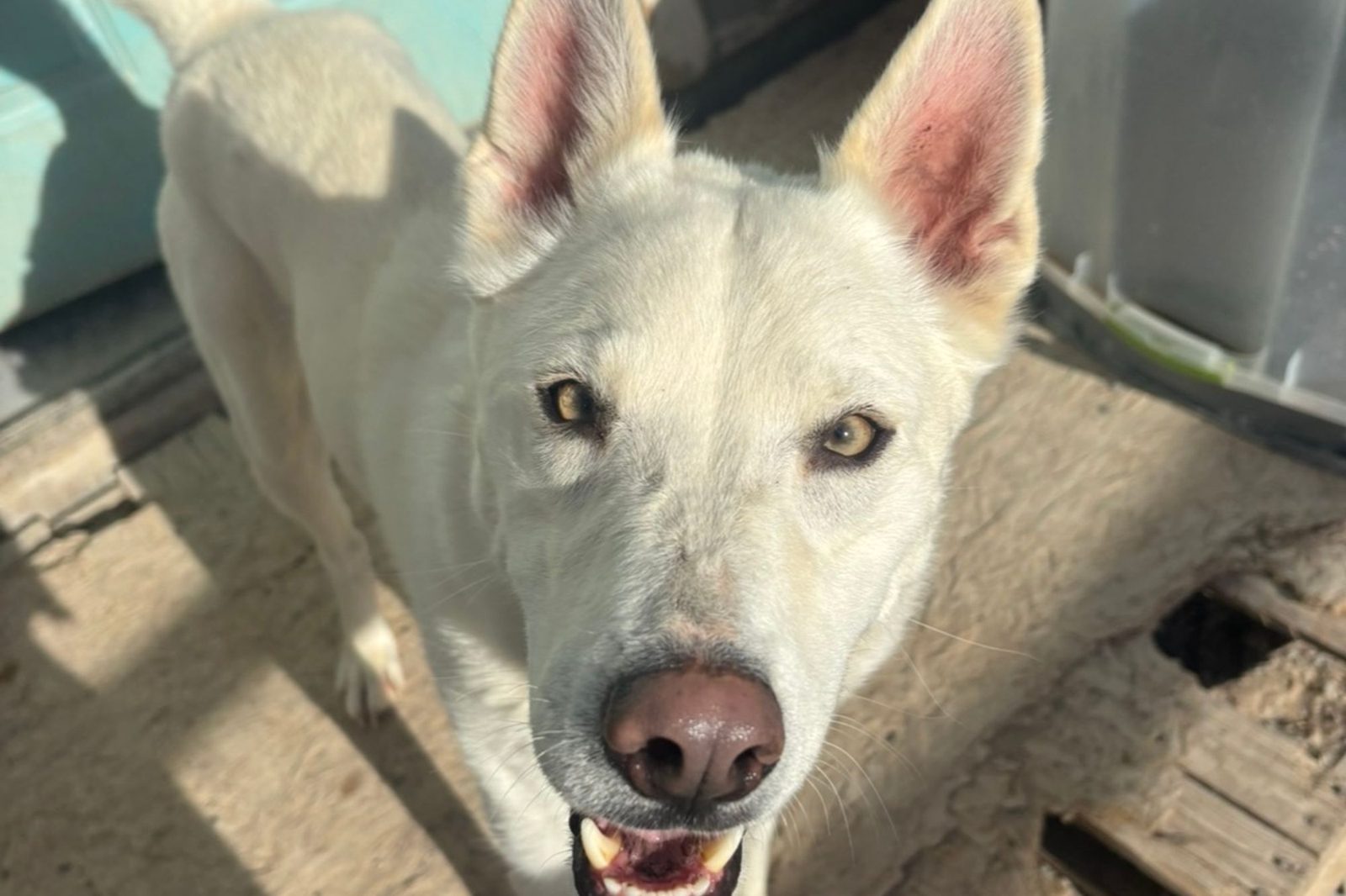 A white shepherd mix looking through the kennel gate