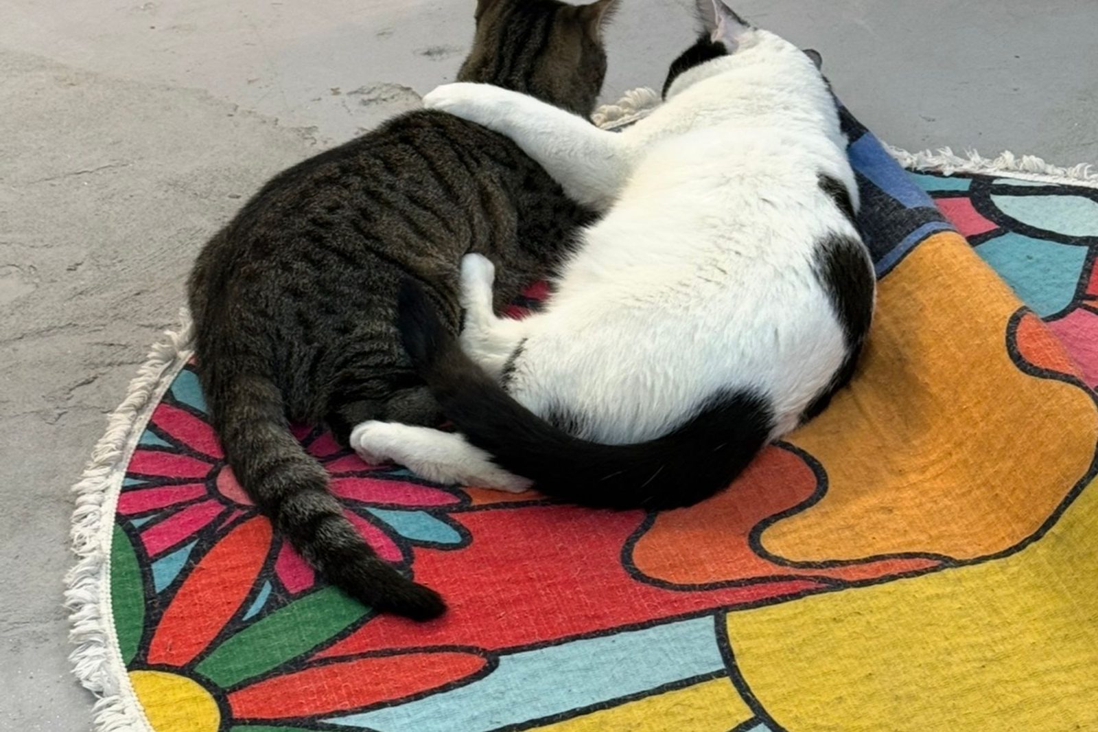 A tabby cat and a white kitten cuddled on a bright rug