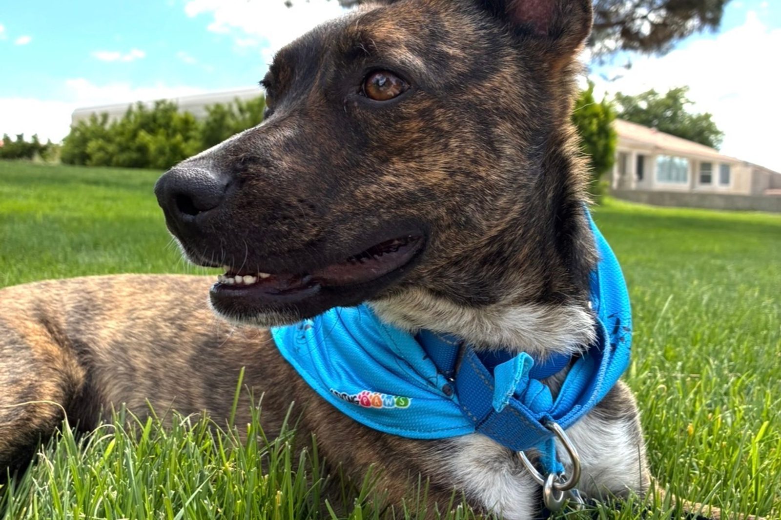 A brindle dog in a blue bandana out on the grass