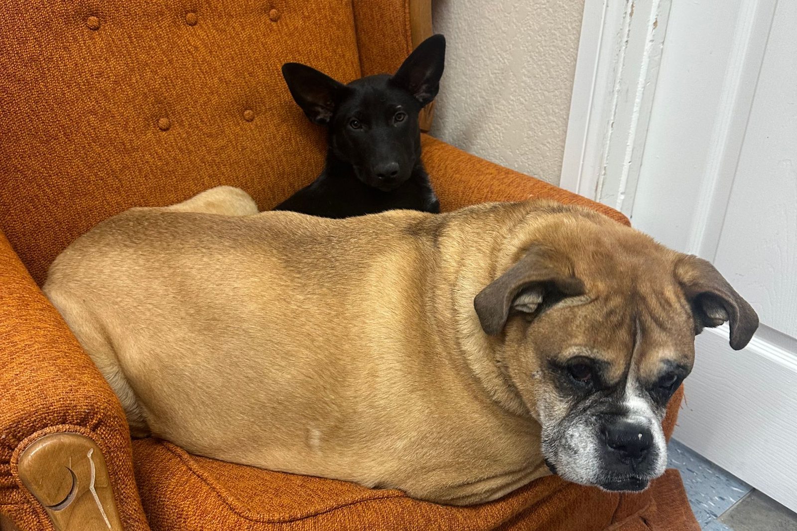 A boxer mix and a black dog sharing an orange armchair