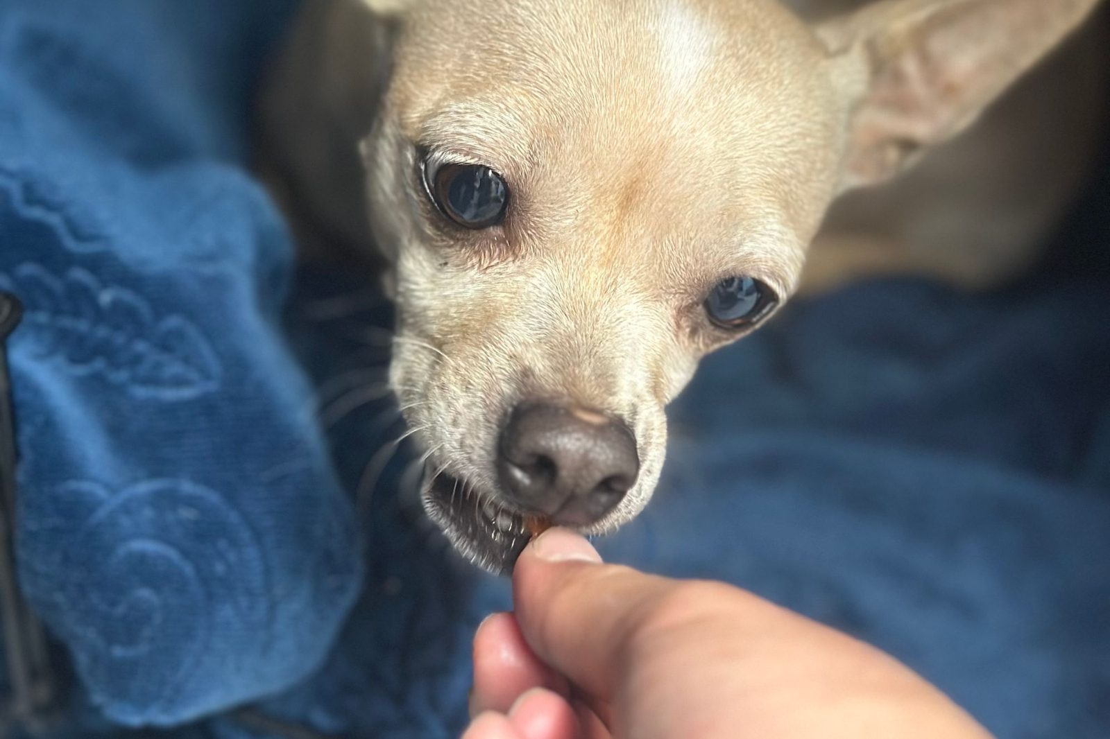 A cream chihuahua taking a treat from a volunteer