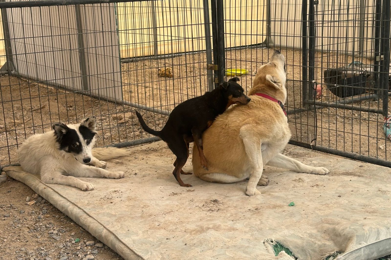 Dogs playing together in a shaded kennel run