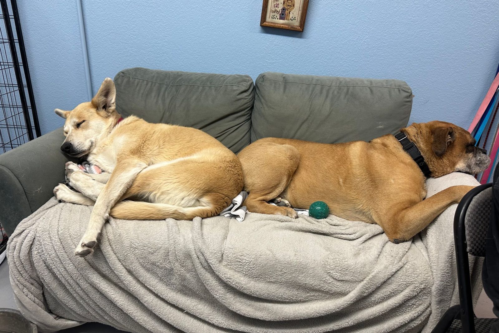 Three small dogs napping together on a couch
