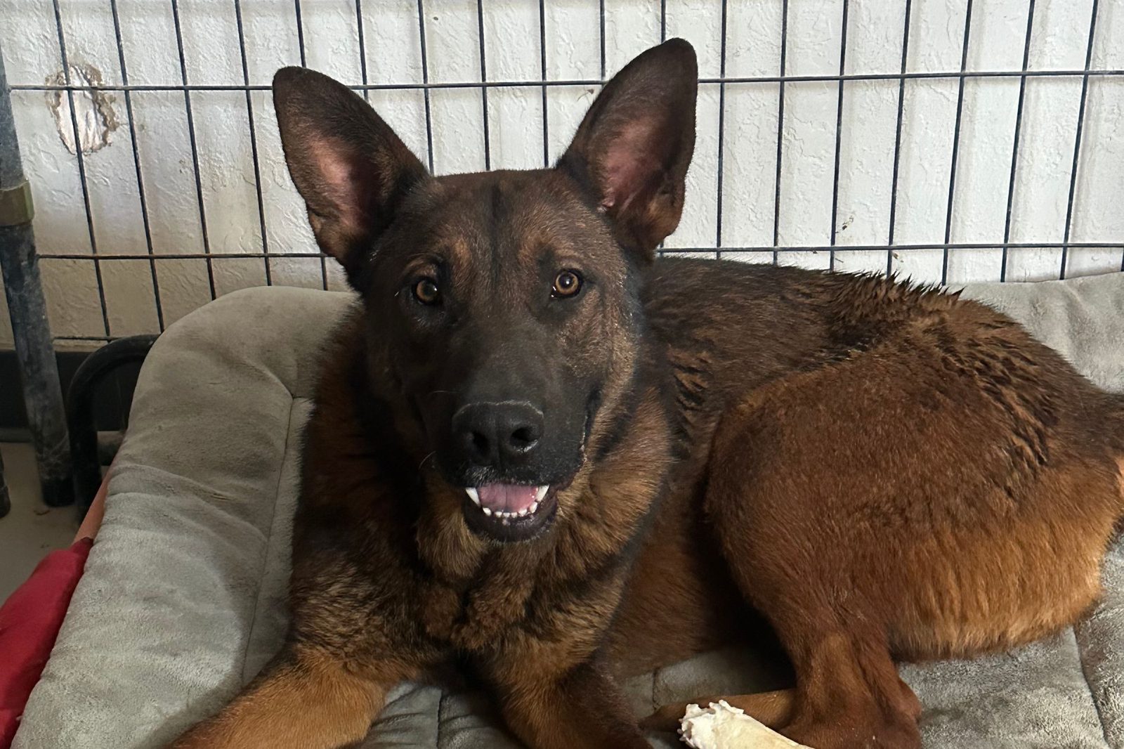 A shepherd mix resting in a roomy indoor pen