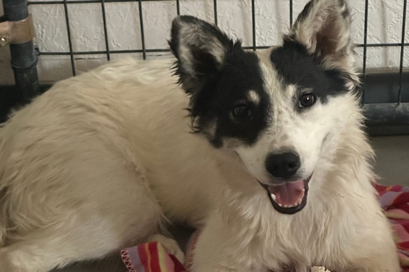 A black and white dog grinning on a soft bed
