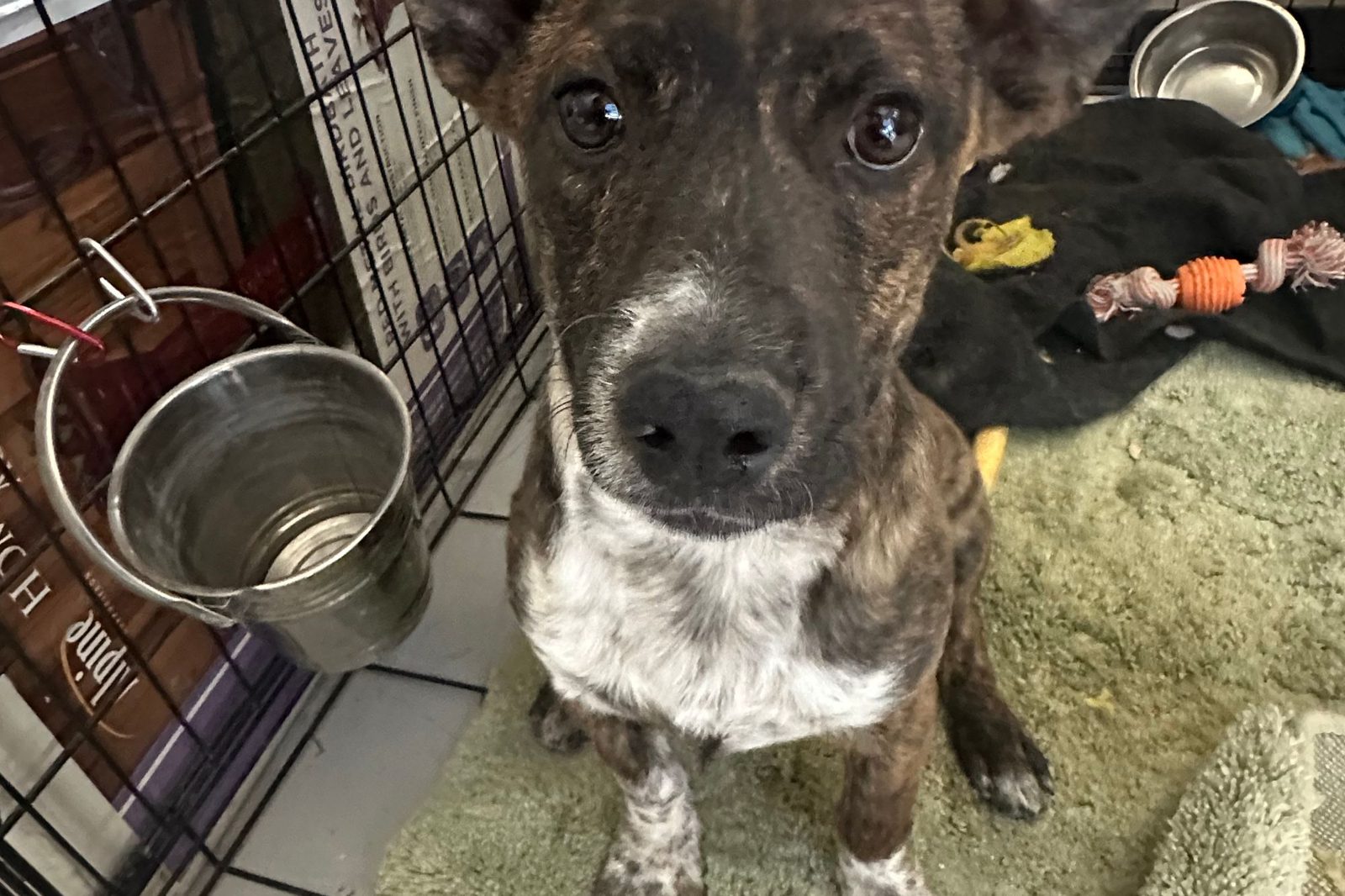 A brindle dog looking up from a clean kennel