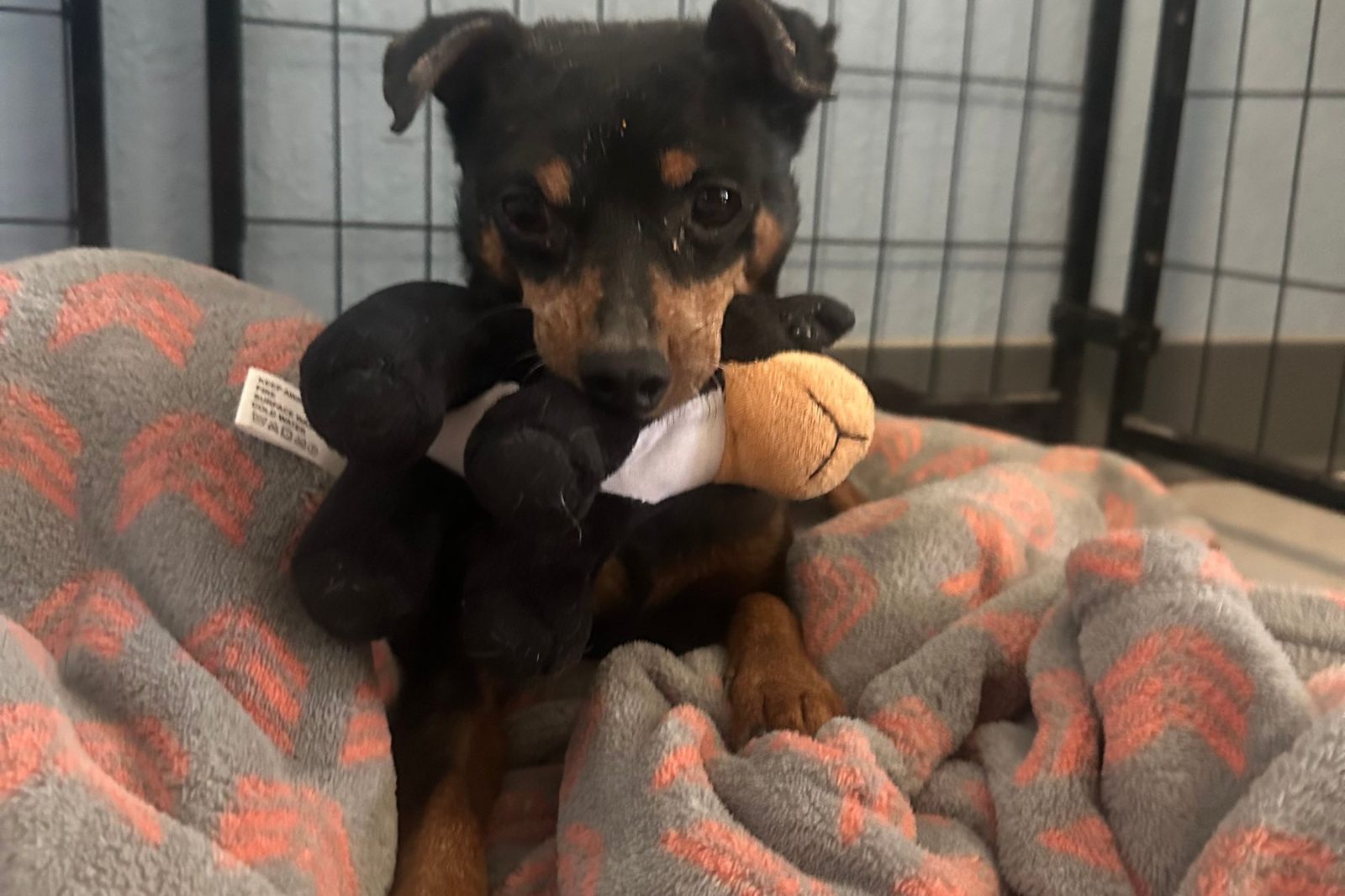 A black and tan puppy cuddling a plush toy