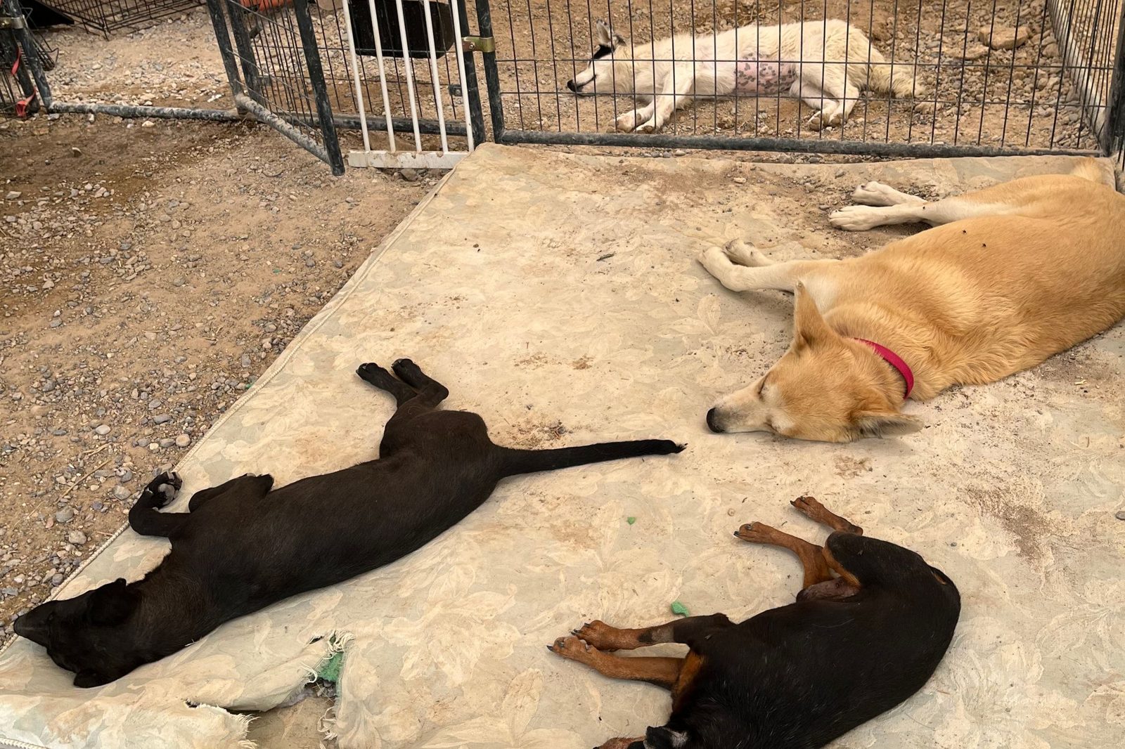 Rescue dogs stretched out napping in the shade