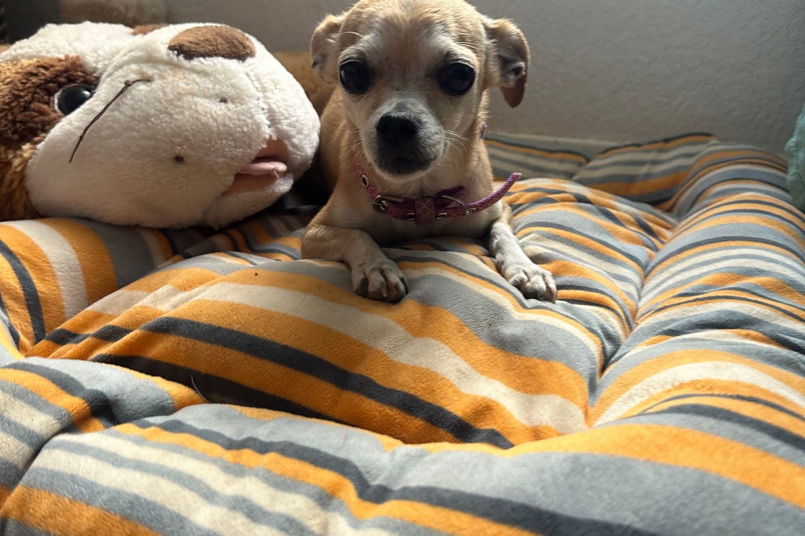 A chihuahua on a striped bed beside a plush toy