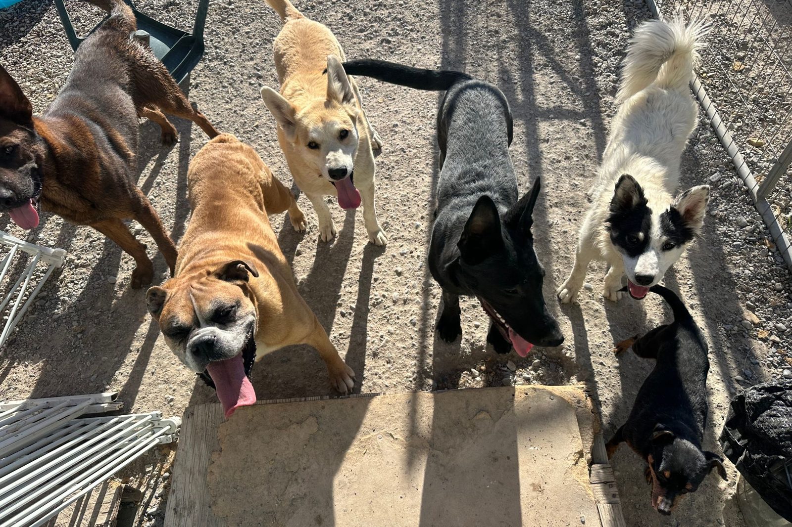 A group of dogs heading out for a walk together