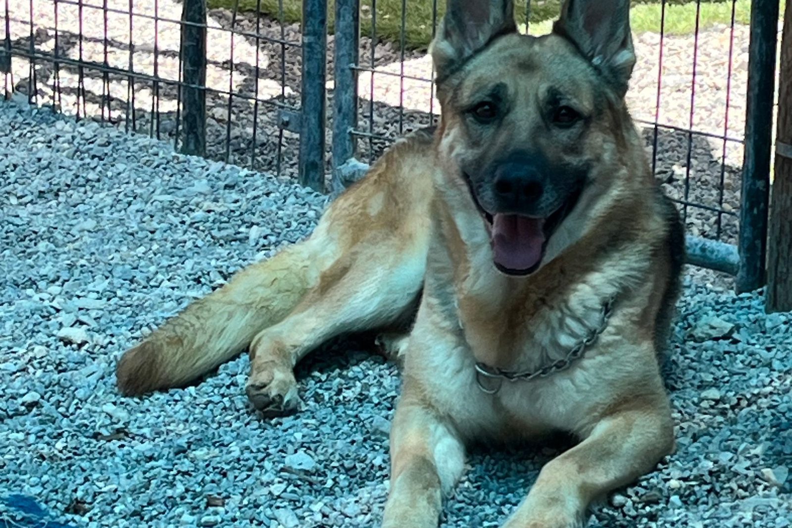 A shepherd mix lying comfortably on blue gravel