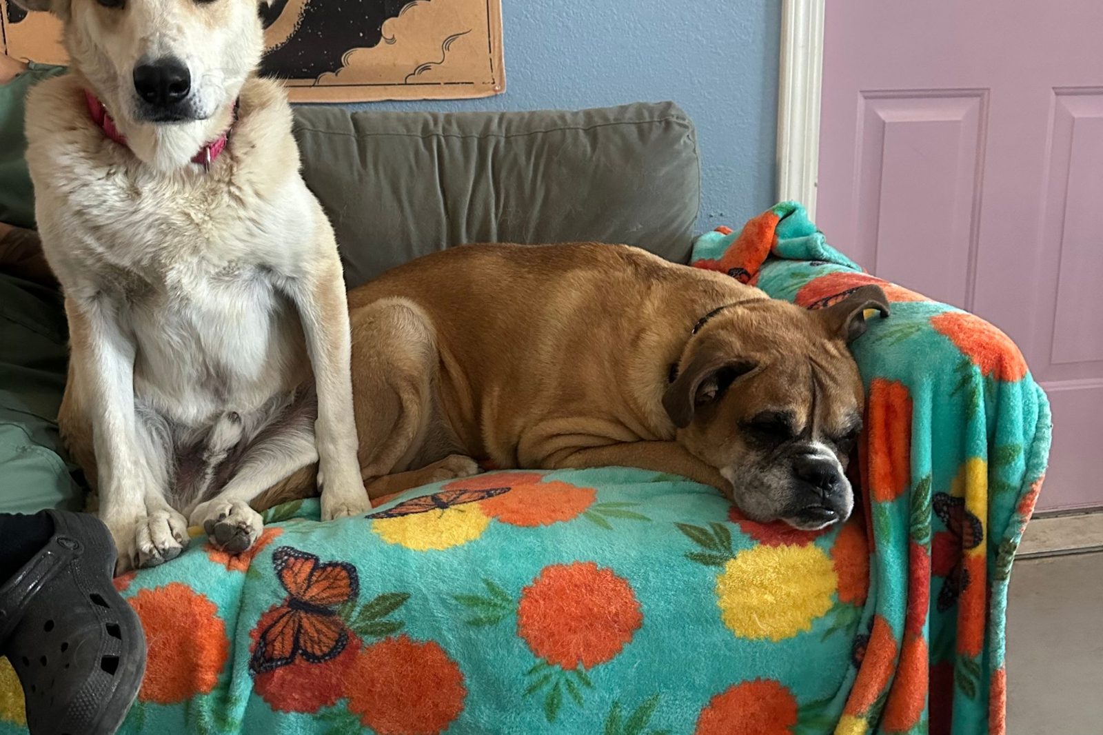 Two dogs resting together on a floral blanket