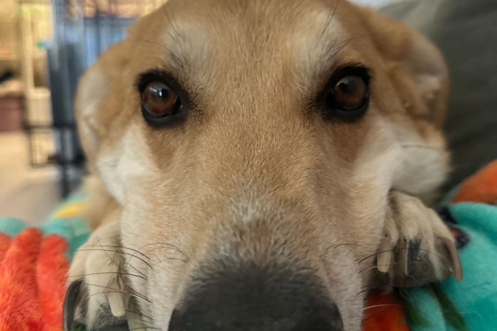 A close-up of a tan dog's gentle face