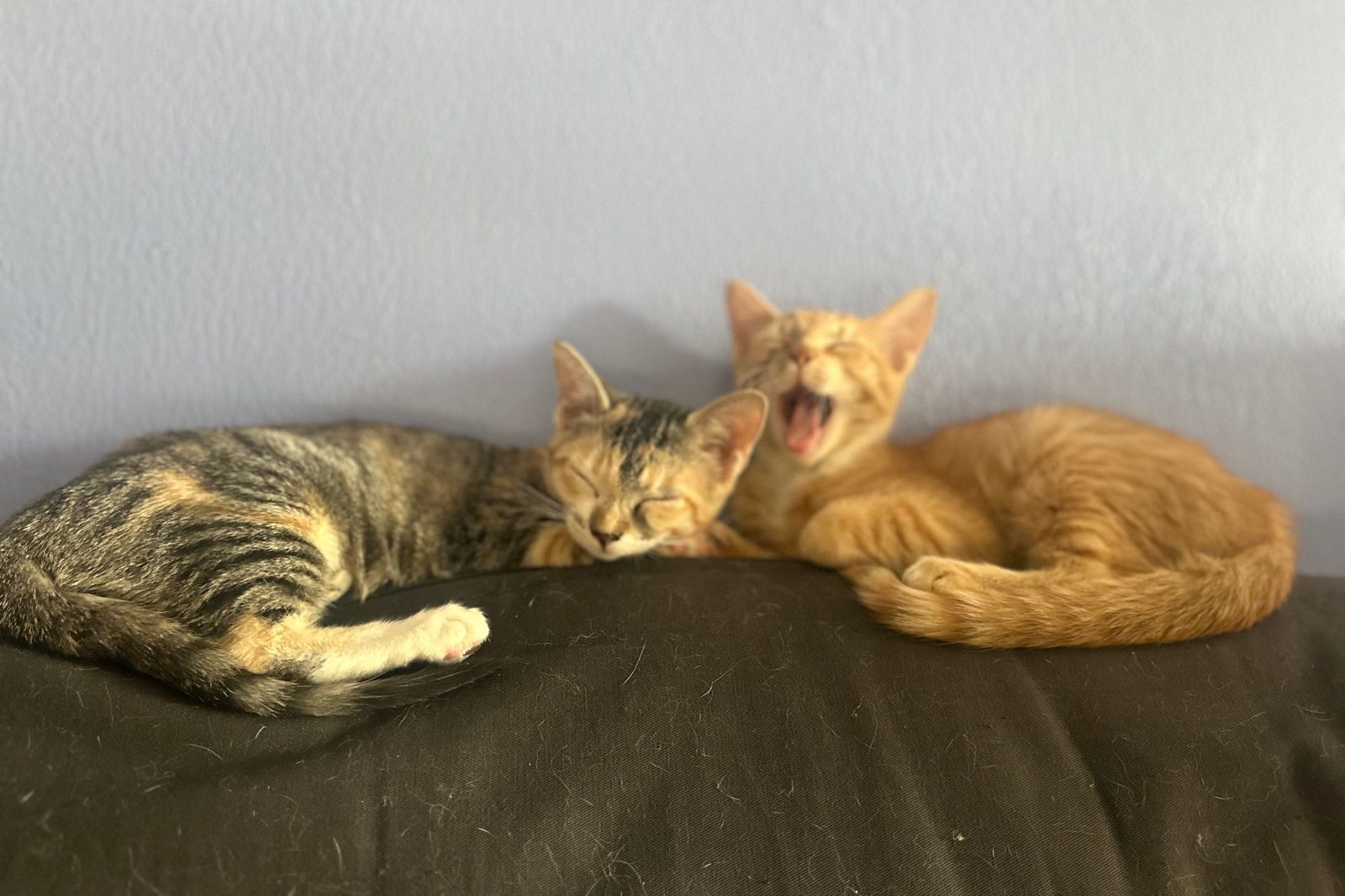 Three cats lounging together on a bed