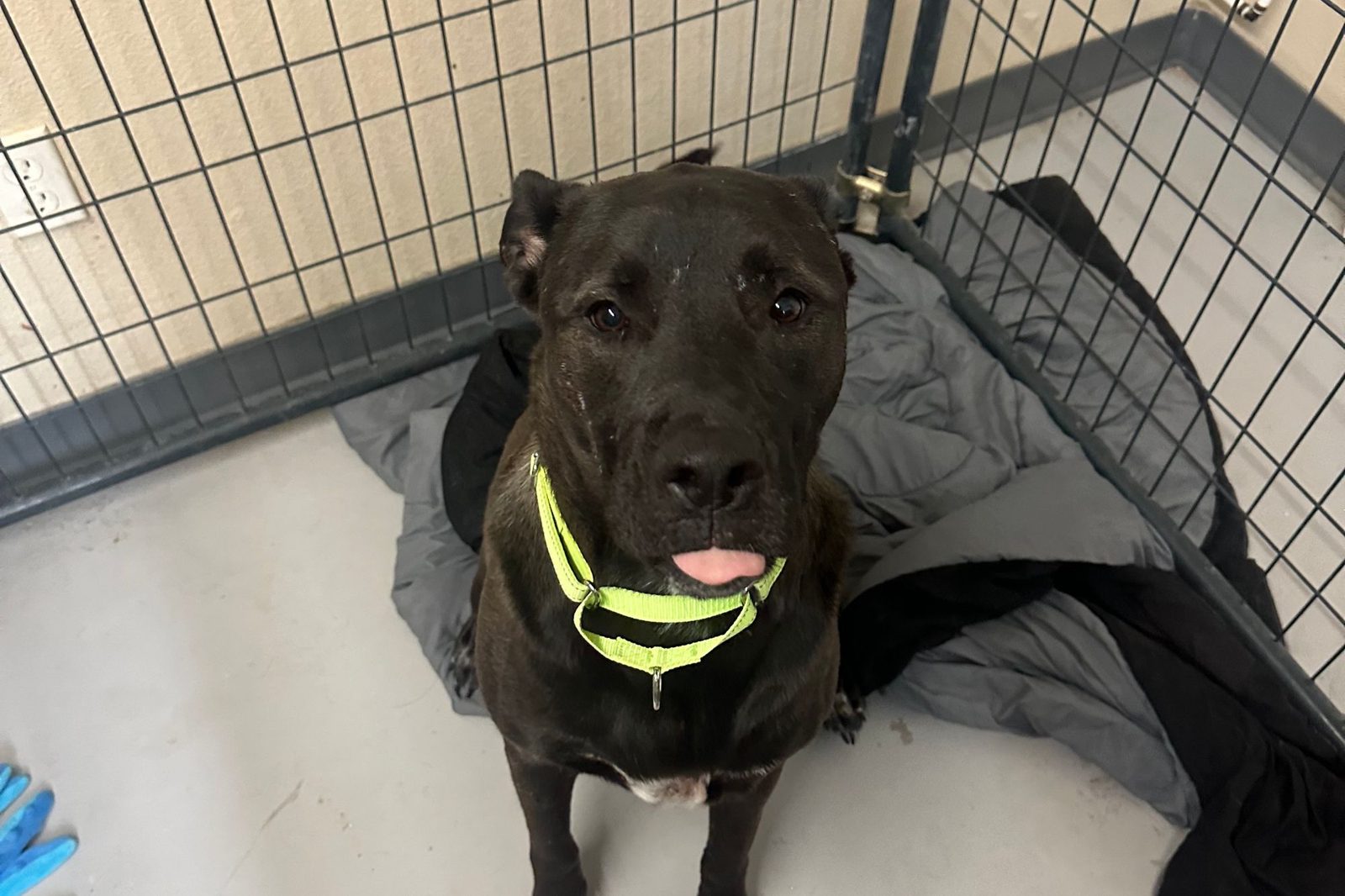 A black lab mix standing in an indoor pen