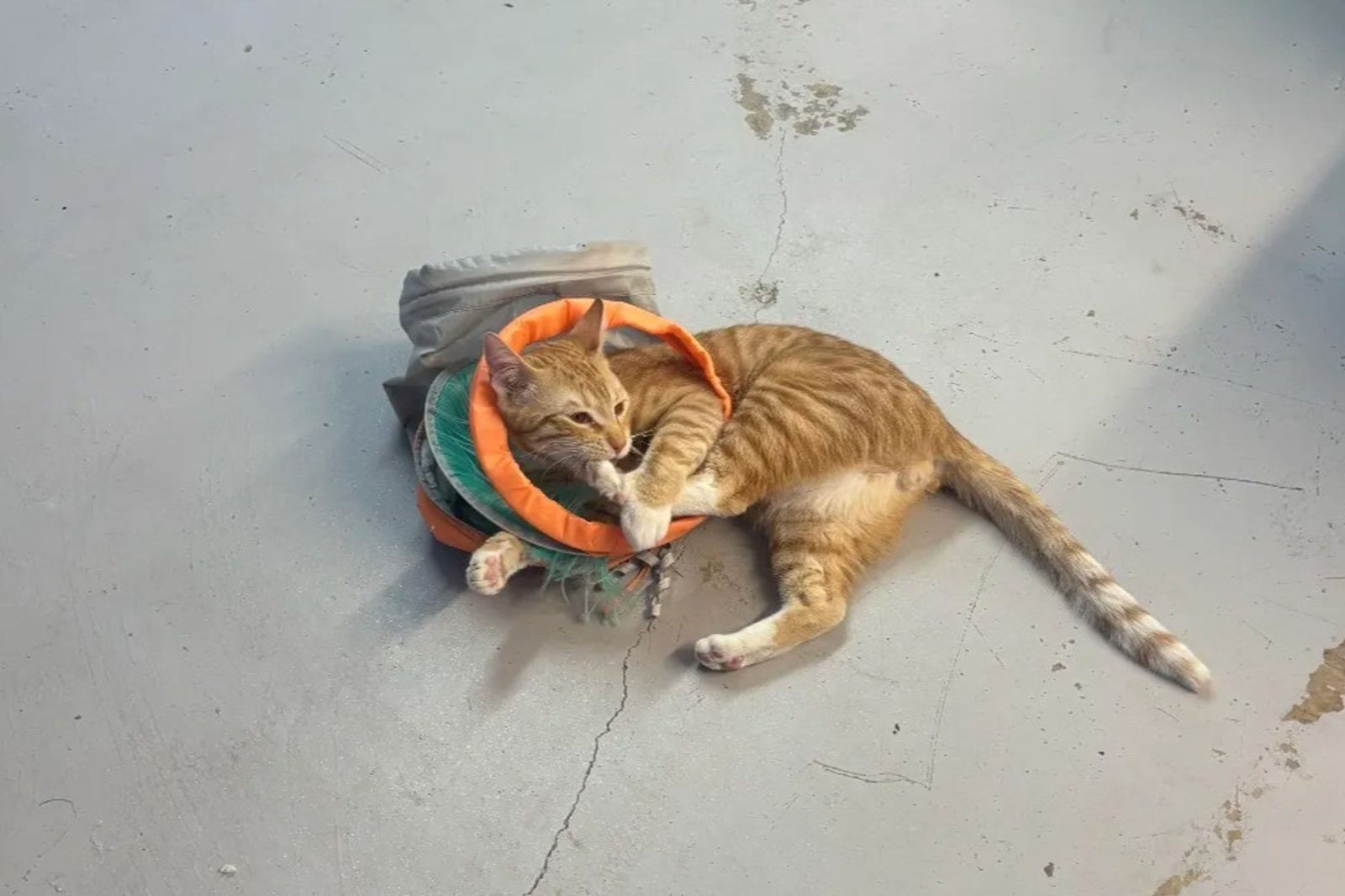 An orange cat asleep in the sun on a small mat